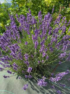 CHAMBRES D'HOTES Chez Nicole et Christian - 7