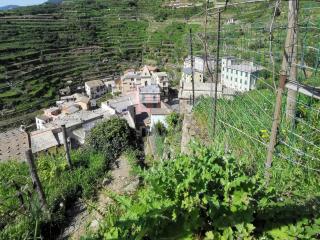 Sentieri Sul Mare - Manarola - 9