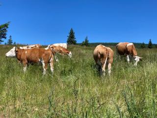 Feriendorf Koralpe Alpenrose - Frantschach - 4