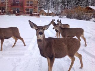 Valley Condo 120 - Creekside - WiFi - Pet Friendly - Hot Tub - Fireplace - Washer - Dryer - Playground - 3