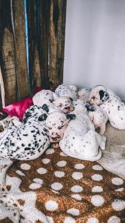 homestay Dalmatian - Khu Chi Lăng - 0