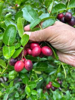 Little Country Home - 1