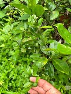 Little Country Home - 6