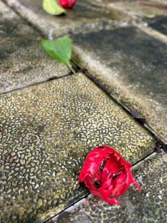 Little Country Home - 8