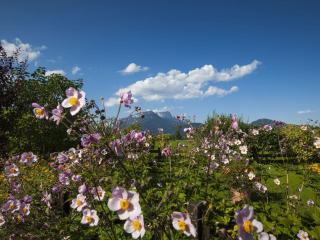 Rooster 2 -Kierngaßhäusl- - 5