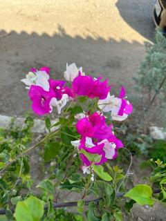 Harmony- - 4