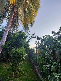 Tearai Iti - Paea - 5