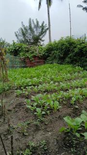 Mushtinal Guest House - Kelimutu - 5