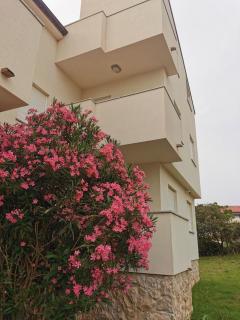 Apartments Riva Povljana - Povljana - 1