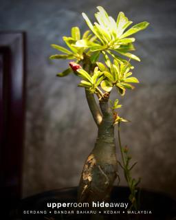 Upper Room Hideaway - Serdang - 4