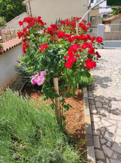 Apartman Nikolina - 9