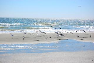 Summertree A5 - Myrtle Beach - 6