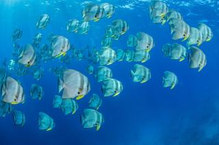 Eriyadu Island Resort - Reethi Rah - 3