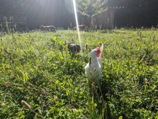 Au Ptit Bonheur De La Semoy - 5