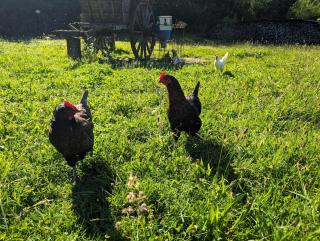 Au Ptit Bonheur De La Semoy - 2