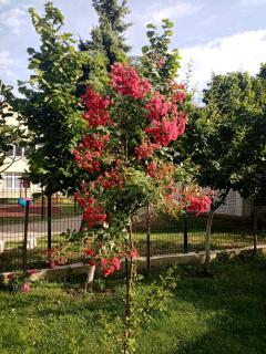 Milica Apartmani - 1