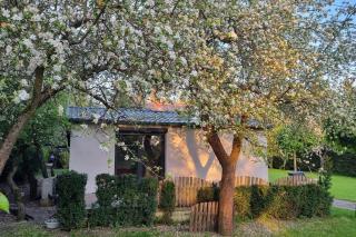 pod jabłonią - Bydgoszcz - 5