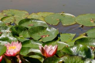 Domaine La Faix, Gite la Forestière - 8