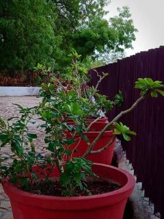 Mamta's Home- Kensville - Nānodra - 6