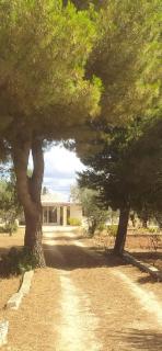 Trullo Contrada Specchi - Racale - 0