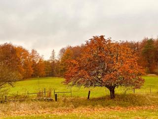 Boana farm - Arkelstorp - 9