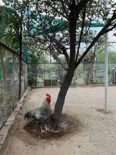Prithvi Farm - Manjhāoli - 2