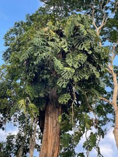 Sacha Wasi Eco-Condominium - 6