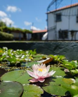 Quinta Morazes Casas de Campo - Ribeira Grande - 5