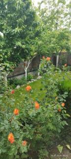 House on Lisi lake - Tkhinvali - 6