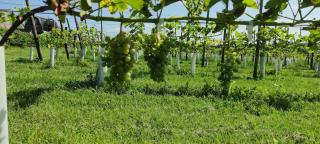 Halte Sint-Gerlach Holiday Home - Valkenburg - 8