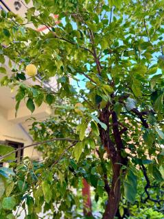 Harmony Garden Apartments - Kotor (Cattaro) - 6