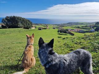 Mein Faial, Apartment with Pico and Seaview - Horta - 2
