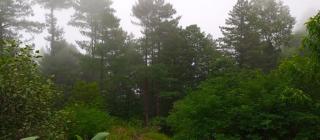 Pine Peak Lodges - 4