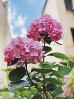 Gatto Storpio - Arezzo - 1