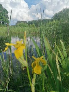 Po šimtamečiais ąžuolais - Bezdonys - 4