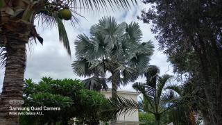 Le latanier bleu - La Saline-Les-Bains - 3