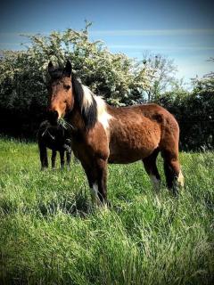 Gîte de Beaufresne - 4