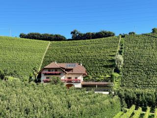 Spiegelhof - Appiano sulla Strada del Vino - 6