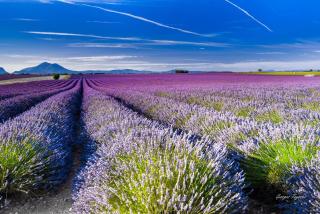 Coquelicot - Montagnac - 3