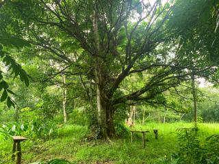 Cabin Camping at Balay Hilway - 3