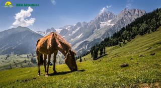 Rameez Paying guest house - Nikri Dhokri - 3