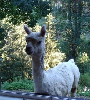 Kräuterbaude - Saupsdorf - 4