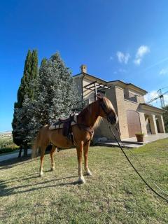 Villa Azzurra - Porto SantʼElpidio - 7