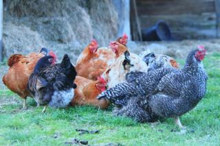 Auberge de la croix du maupas - Capelle-les-Grands - 1