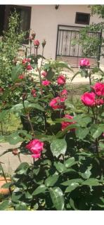 Soso Burduli's Guesthouse - 9