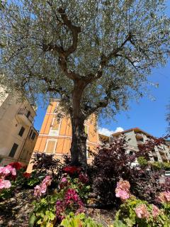 Fiori di ulivo - Taggia - 2