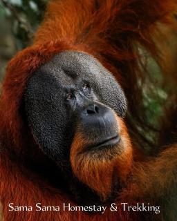 Sama Sama Homestay & Trekking Only Stay Here Book Trekking and Transport With Us - Bukit Lawang - 0