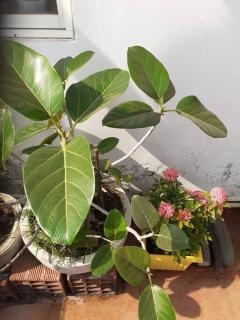 Beautiful GardenTerrace 2 Bhk in Posh city center - Bhubaneshwar - 1
