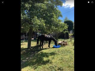 Ferienwohnung auf dem Bauernhof - - 8