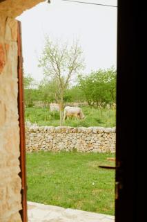 Tenuta Tedone Consolini - Ruvo di Puglia - 9